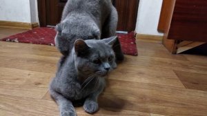 Кот Батон вяжет кошечку №0052 часть 1