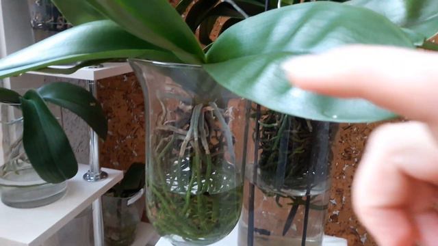 Phalaenopsis in SWC for 2 years, why one is blooming but another one not? смотреть онлайн