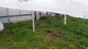 Северная сторона забора. Виноград,  укрывной материал весной
