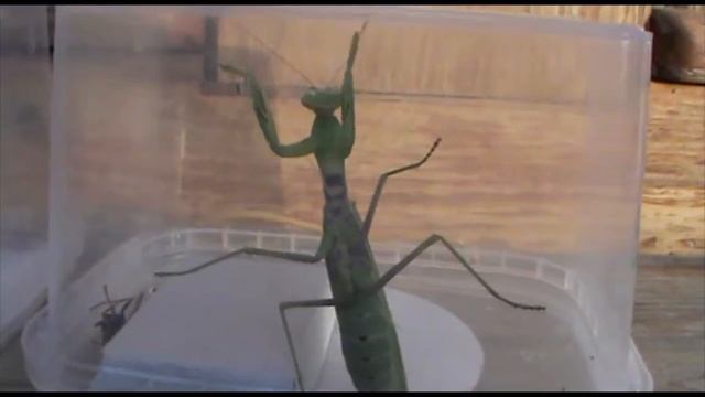 Крымские богомолы в Бахчисарае смотреть онлайн