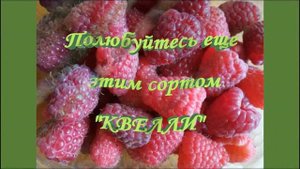 Ремонтантная малина Квелли