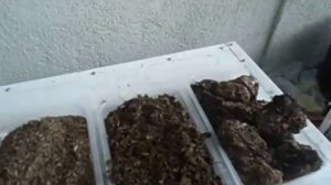 Дендробена. Навоз или торф.