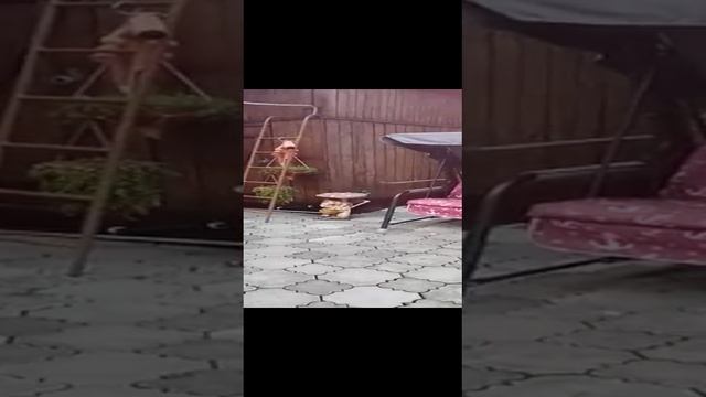 Ветеран ГУФСИН создала креативный садовый участок и победила в областном конкурсе
