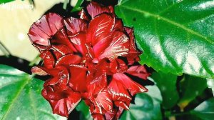 Комнатный гибискус (Китайская роза)Уход.Как поливать.Почему не цветет?