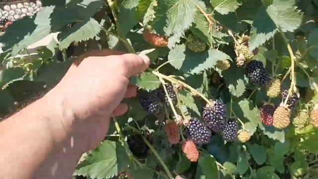 Ежевика, сорт гигант Американской селекции, Пр. АРК. ФРИДОМ! смотреть онлайн