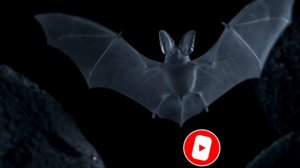 Летучая мышь – опасный вампир или сборщик нектара? Интересные факты о летучих мышах. Рукокрылые.