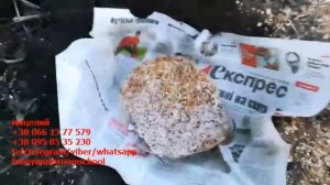 ВЕШЕНКА на пнях в саду ПРОСТОЙ СПОСОБ fms# 1023