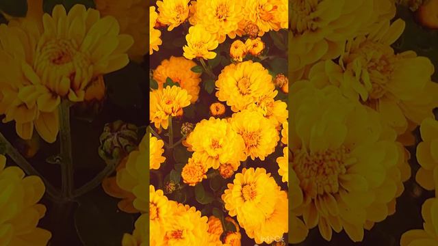 Цветы просто так! #цветы  #цветочки #яркаяжизнь