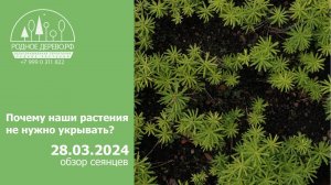 Почему наши растения не нуждаются в укрытии? Обзор сеянцев. Март 2024