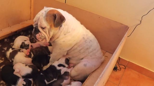 pets смотреть онлайн