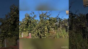 У мулардов линька, оставим еще на месяц их в покое