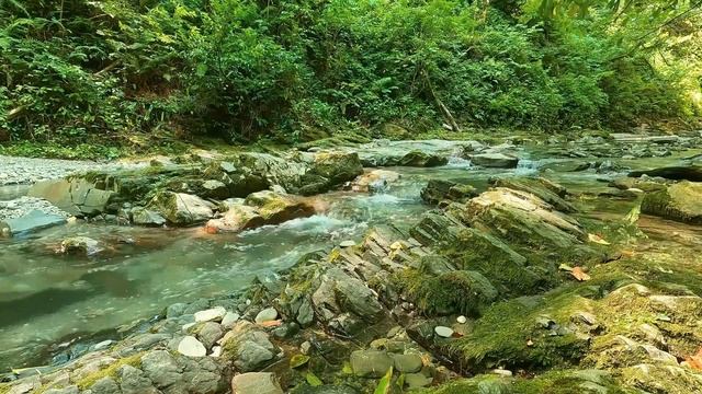 Звуки природы, Шум реки,Плеск воды,Пение птиц и цикад. Звуки летнего леса для сна,релакса,медитации