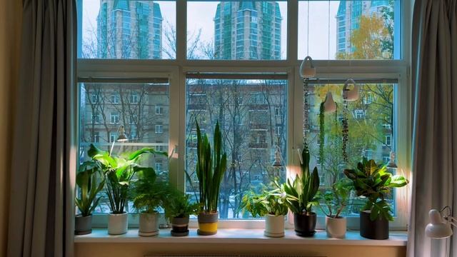 Озеленение в интерьере смотреть онлайн