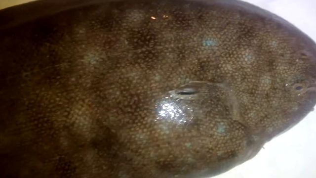 Мутант в Азовском море смотреть онлайн