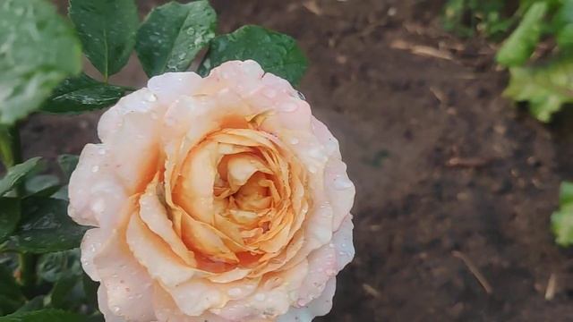 Роза Caraluna (Каралуна)???? смотреть онлайн