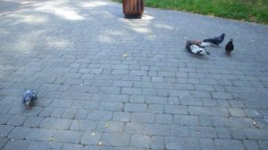 Прогулка по парку