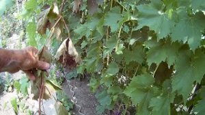 Почему у винограда сохнут листья.Что это на виноградном кусте.
