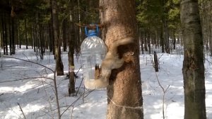 Белка в лесу. г. Нижний Тагил, Вагонка (Пихтовые Горы) - 06.04.2014 г.