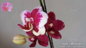 Yin and Yang Orchid Blooms-Phalaenopsis Taisuco Micky