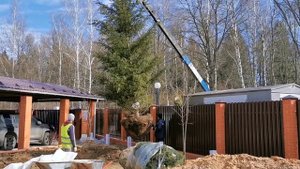 Пересадка большой ёлки