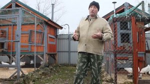 7 Золотых правил хорошей яйценоскости у кур зимой.