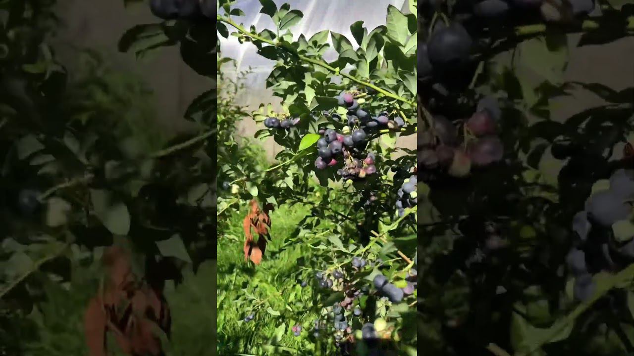 Кусты голубики ломятся от урожая. #голубика #blueberry смотреть онлайн