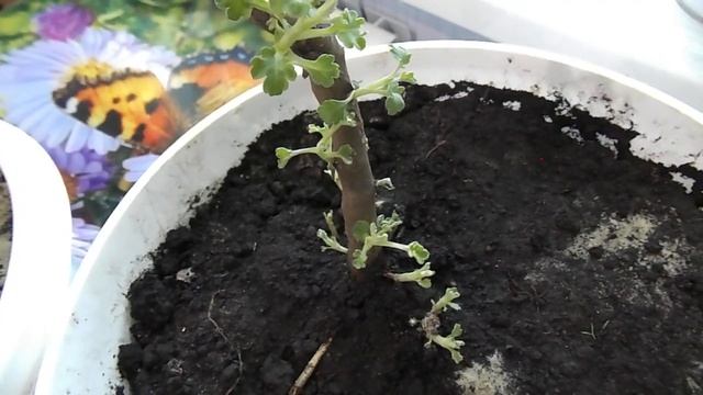 ЗАНОСИМ ХРИЗАНТЕМУ ДОМОЙ ДЛЯ ЗИМНЕГО ХРАНЕНИЯ.БОРЬБА С ВРЕДИТЕЛЯМИ. смотреть онлайн