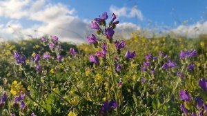 Я бегу навстречу дали голубой | Песнь возрождения  | христианская музыка