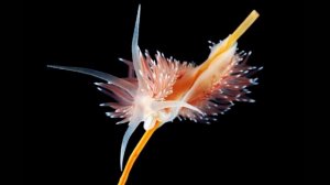 Таинственные обитатели холодных морей