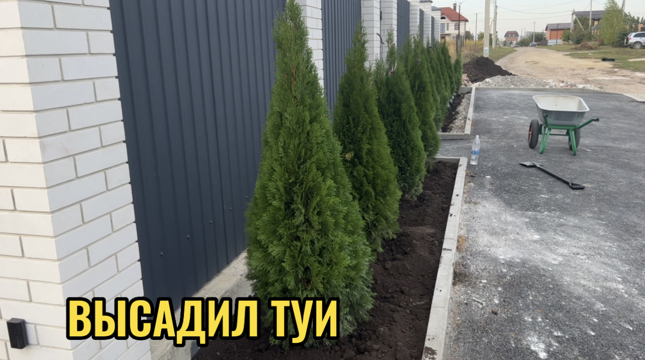ВЫСАДИЛ ТУИ.