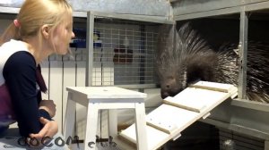 Дикобраз Пушинка переезжает! Home porcupine