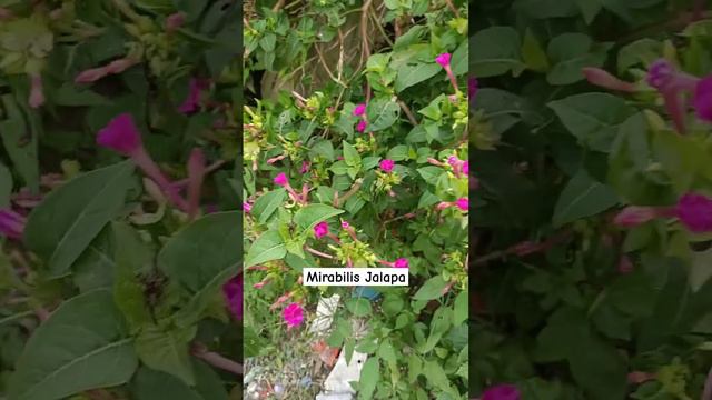 Mirabilis Jalapa#viralshorts2023#shortsvideo#viral