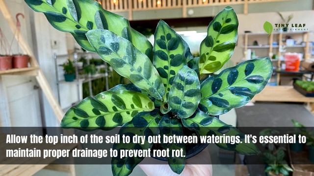 Calathea Lancifolia | Care and Growing Guide for Rattlesnake Plant смотреть онлайн