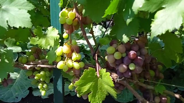 Урожайные сорта и формы винограда. смотреть онлайн