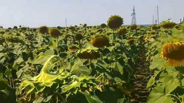 Подсолнечник "Флорими" от НПА "Пилигрим". Поздний посев 09,06,2021. 70.000 растений /га смотреть онлайн