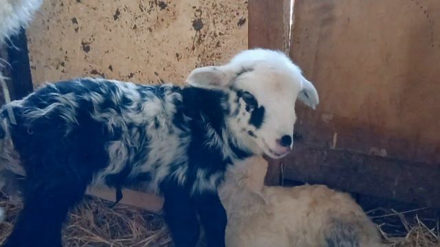 Чук и Гек (17.09.2021) смотреть онлайн