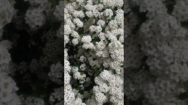 Спирея серая Грефшейм в мае Краснодарский край смотреть онлайн