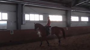 Контргалоп на лошади