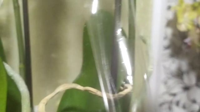 Новинки,КрасоткиОрхидейки! смотреть онлайн