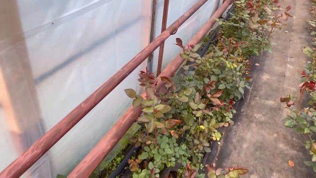 Система полива в теплице в самом начале ? смотреть онлайн