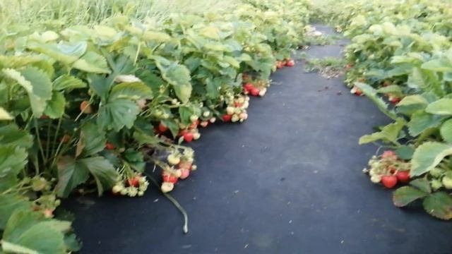 Обзор моей клубничной плантации по годам и сортам