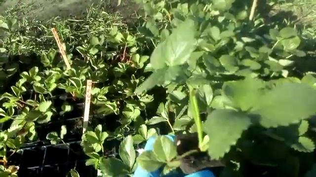 Ягодные саженцы клубники с закрытой корневой системой г. Омск. Продажа излишков.