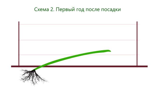 Виноград.  Строение куста  и уход в первые годы.