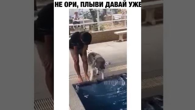 Не скули, а делай то что тебе велено.