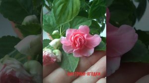 Бальзамин Уоллера - настоящее цветущее чудо #бальзамин #чудо #сад
