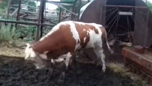 Танцующий бычок. смотреть онлайн