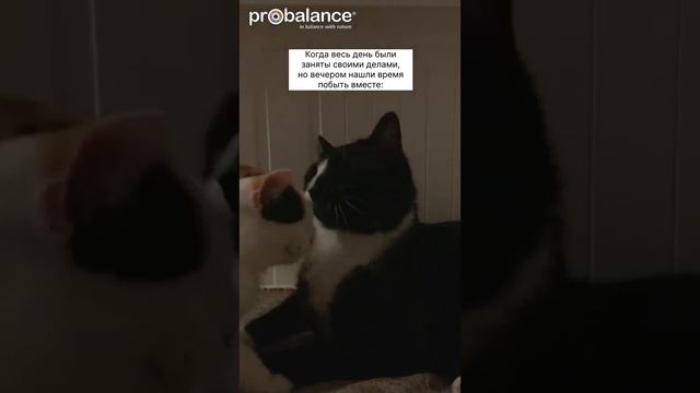 Котик vs. котик: вечная дружба #котикитакиекотики смотреть онлайн