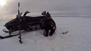 Ловля судака зимой на рыбинском водохранилище