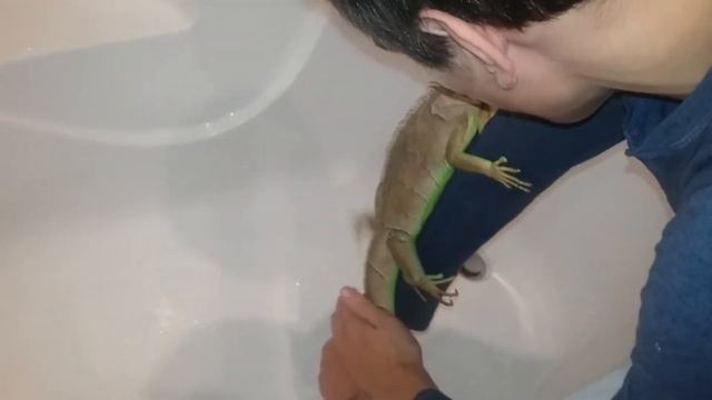 Выходные с любимыми питомцами и купание игуаны. смотреть онлайн