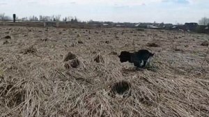 Русский охотничий спаниель тренировка поиска челноком